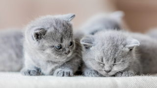 British shorthair kittens lying together indoors